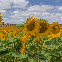 Buy canvas prints of  Boussac Sunflowers by colin chalkley