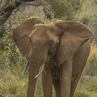 Buy canvas prints of  African Elephant by colin chalkley