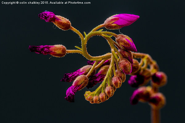  Cape Sundew Flower Buds Picture Board by colin chalkley