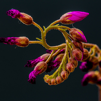 Buy canvas prints of  Cape Sundew Flower Buds by colin chalkley