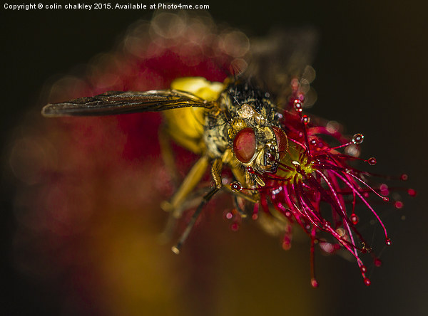   Fly captured by a Cape Sundew Plant Picture Board by colin chalkley