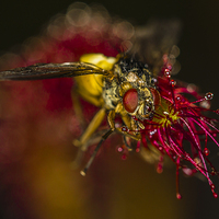 Buy canvas prints of   Fly captured by a Cape Sundew Plant by colin chalkley