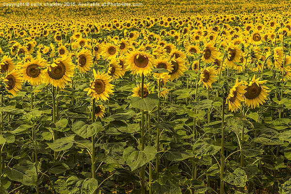  Sunflowers in Boussac Picture Board by colin chalkley