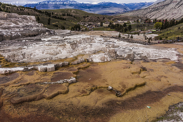 Travertine Terraces - Yellowstone  Picture Board by colin chalkley