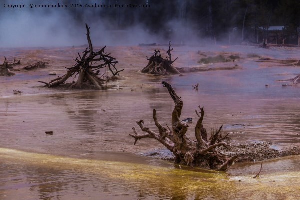 Ethereal Landscape in Yellowstone Park Picture Board by colin chalkley