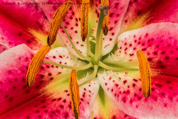 Asiatic Lily Stamen Picture Board by colin chalkley