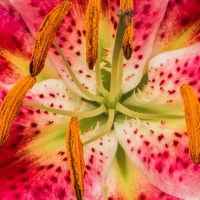 Buy canvas prints of Asiatic Lily Stamen by colin chalkley