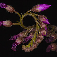 Buy canvas prints of  Cape Sundew - Flower Buds by colin chalkley