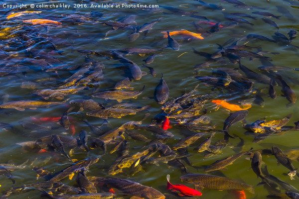 Fish in the Black Dragon Lake, Lijiang, China Picture Board by colin chalkley