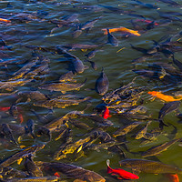 Buy canvas prints of Fish in the Black Dragon Lake, Lijiang, China by colin chalkley