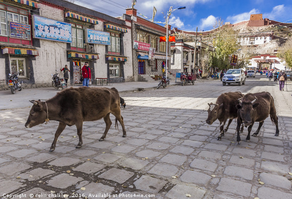 Main Road in Gyantse, Tibet Picture Board by colin chalkley