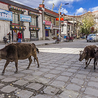 Buy canvas prints of Main Road in Gyantse, Tibet by colin chalkley