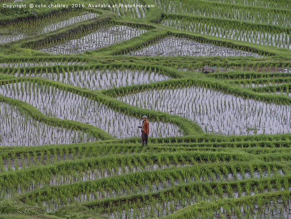 Rice Terraces in Bali Picture Board by colin chalkley