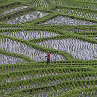 Buy canvas prints of Rice Terraces in Bali by colin chalkley