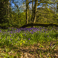 Buy canvas prints of Ambarrow Woods - Yateley by colin chalkley