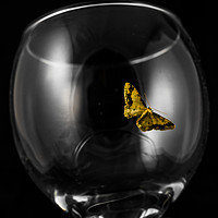 Buy canvas prints of Moth on a wineglass by colin chalkley
