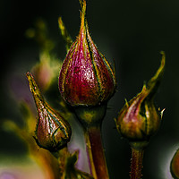 Buy canvas prints of Rose Buds by colin chalkley