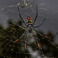 Buy canvas prints of Golden Orb Spider, South Africa by colin chalkley