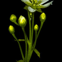 Buy canvas prints of Flower of the Venus Fly Trap by colin chalkley