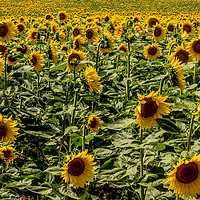 Buy canvas prints of  Sunflowers in Boussac by colin chalkley
