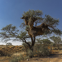 Buy canvas prints of Sociable Weaver Bird Nest - Namibia by colin chalkley