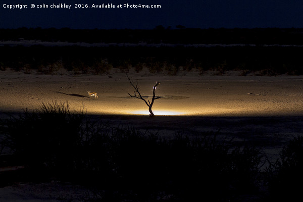 Illuminated Waterhole - Namibia Picture Board by colin chalkley