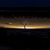 Buy canvas prints of Illuminated Waterhole - Namibia by colin chalkley