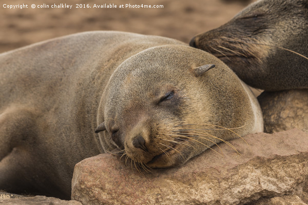 Fur Seal Basking at Cape Cross, Namibia Picture Board by colin chalkley