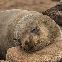 Buy canvas prints of Fur Seal Basking at Cape Cross, Namibia by colin chalkley