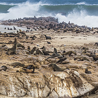 Buy canvas prints of Fur Seals at Cape Cross by colin chalkley