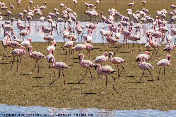 A Flamboyance of Flamingos Picture Board by colin chalkley