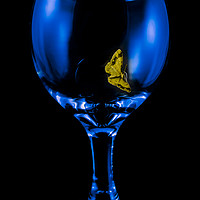 Buy canvas prints of Moth on a Wine Glass by colin chalkley