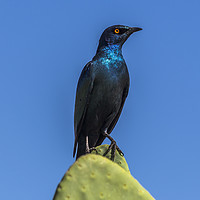 Buy canvas prints of Starling on a Cactus by colin chalkley