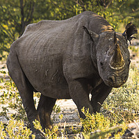 Buy canvas prints of Namibian Black Rhinoceros  by colin chalkley