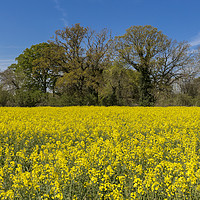 Buy canvas prints of Oxfordshire Countryside by colin chalkley