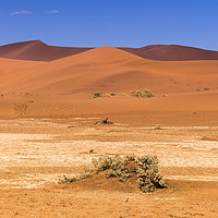 Buy canvas prints of Sossusvlie Sand Dunes, Namib Desert by colin chalkley