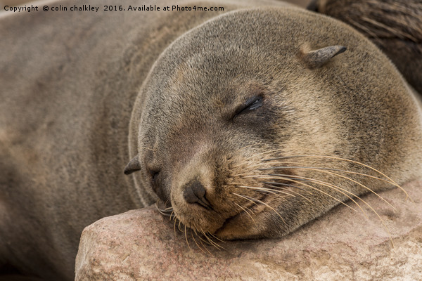 Fur Seal Basking at Cape Cross Picture Board by colin chalkley