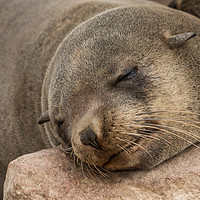 Buy canvas prints of Fur Seal Basking at Cape Cross by colin chalkley