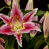 Buy canvas prints of Asiatic Lily by colin chalkley