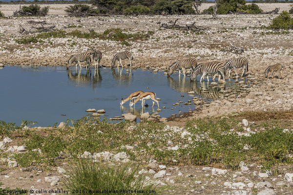 Namibian Waterhole at Etosha National Park Picture Board by colin chalkley