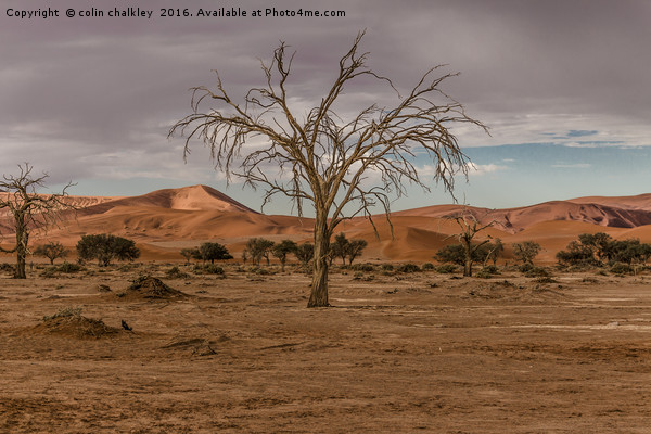 Tree in the Namib Desert Picture Board by colin chalkley