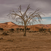 Buy canvas prints of Tree in the Namib Desert by colin chalkley