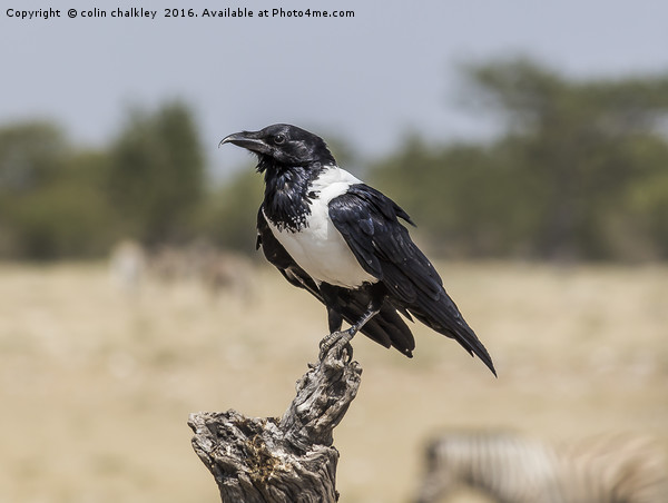 Namibian Pied Crow Picture Board by colin chalkley