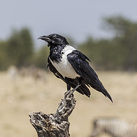 Buy canvas prints of Namibian Pied Crow by colin chalkley