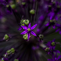 Buy canvas prints of Essence of Allium by colin chalkley