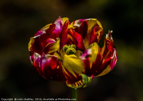 Variegated Tulip Picture Board by colin chalkley