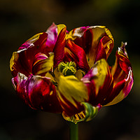 Buy canvas prints of Variegated Tulip by colin chalkley