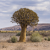 Buy canvas prints of Quiver Tree by colin chalkley
