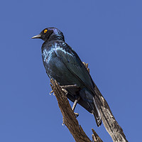 Buy canvas prints of Greater Blue-eared Glossy Starling by colin chalkley