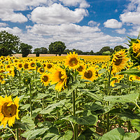 Buy canvas prints of  Sunflowers in Boussac by colin chalkley